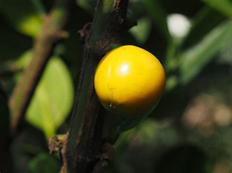 金錢樹果實可以吃嗎|菲島福木